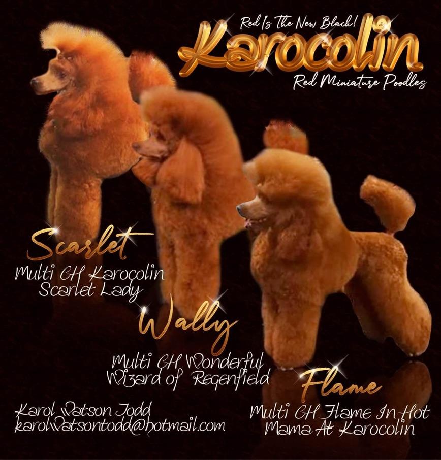 Karocolin Red Miniature Poodles — Scarlet, Wally and Flame, our champion show poodles
